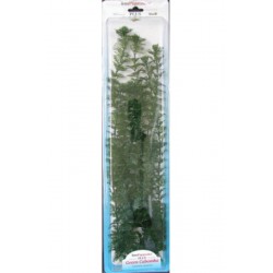 PLANTA CABOMBA PLUS (28-33CM) L