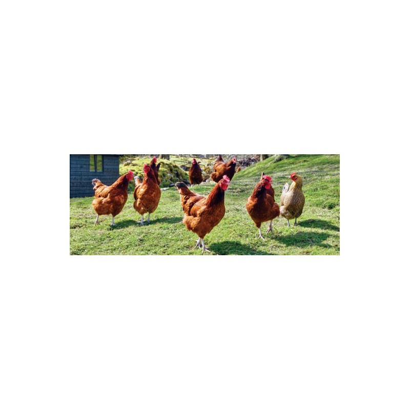 GALLINAS PONEDORAS GRANULO 25 KG