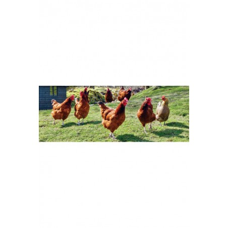 GALLINAS PONEDORAS GRANULO 25 KG