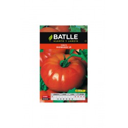 TOMATE MARMANDE VR.HOLANDA...