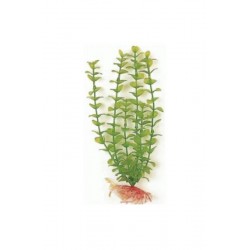 GREEN BACOPA 20 CM. PLANTA...